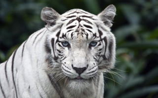 White tiger blue eyes serious - a white tiger free wallpaper