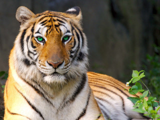 Tiger green eyes laying grass - a rock wall behind free wallpaper