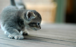 Kitten playing with toy on 3 - the floor of a house free wallpaper