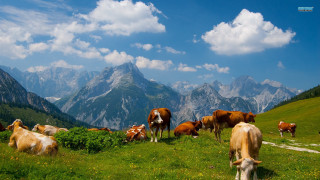 Cows grazing lush green hillside - a lush green hillside free wallpaper