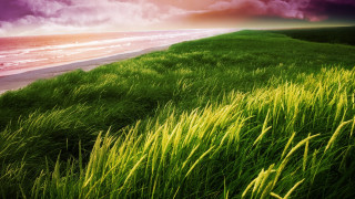 Grassy field ocean cloudy sunset - the ocean under a cloudy sky free wallpaper