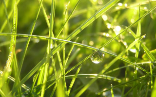 Water drop green grass dew - a green grass free wallpaper