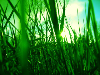 Green field sunlight grass trees - the grass and trees free wallpaper