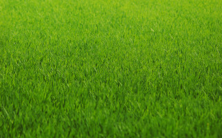 Green grass blurry background tall - a blurry background of the grass free wallpaper