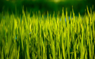 Green grass bamboo forest nature - green grass free wallpaper