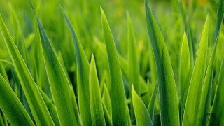 Close up green grass thin - thin free wallpaper for desktop