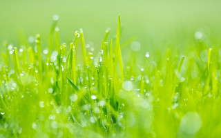 Close up grass water drops - a close up of grass free wallpaper
