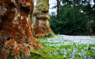 Flower field forest moss autumn - moss free wallpaper for desktop