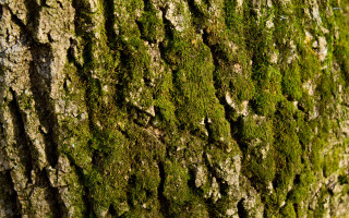 Tree moss bark bird close - free textures wallpaper for desktop
