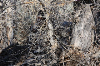 Bird tree branch woods dead - liminal space free wallpaper