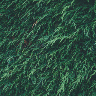 Tree close up green leaves - a close up of a tree free wallpaper for tablet