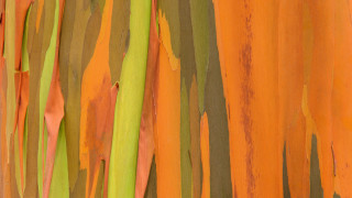 Colorful tree bark paint closeup - a close up of a tree free wallpaper