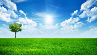 Lone tree green field blue 21 - cloud and sun free wallpaper