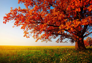 Red leaves tree grassy field 4 - arthur quartley free wallpaper