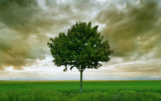 Lone tree cloudy sky green - a lone tree in a field under a cloudy sky free wallpaper
