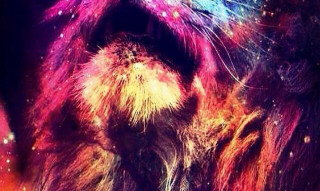 Cat colorful mane black background - psychedelic free wallpaper