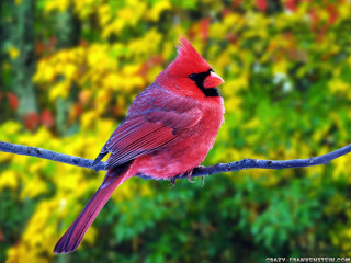 Red bird branch green yellow 2 - vibrant free wallpaper