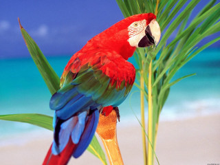 Red blue parrot palm tree - parrot free wallpaper