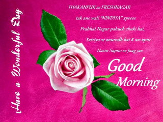 Pink rose green leaves morning - bright morning free wallpaper