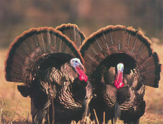 Two turkeys field heads turned - their head free wallpaper for desktop