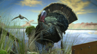 Turkey tall grass water bird - a turkey free wallpaper