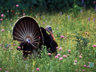 Turkey flower field forest christmas - a turkey free wallpaper