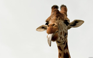 Giraffe tongue out head tilted - a giraffe free wallpaper