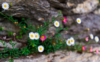 Flowers rock wall moss background - a rock wall free wallpaper