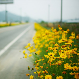 Yellow flowers road highway 101 2 - art green free wallpaper for tablet
