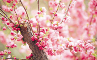 Pink sakura bird flower park - a park free wallpaper