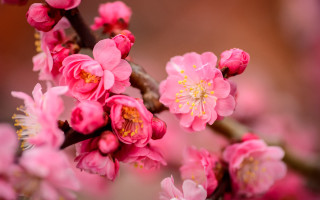 Pink flower closeup tree branch - pink flower and leaves free wallpaper