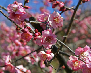 Tree pink flowers blue sky 4 - asai chū free wallpaper