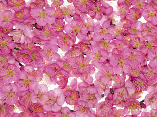 Pink flowers vase table white - ai weiwei free wallpaper
