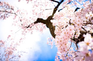 Tree pink flowers blue sky 3 - chang daichien free wallpaper