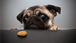 Dog looking table peanut cookie - conceptual free wallpaper for desktop