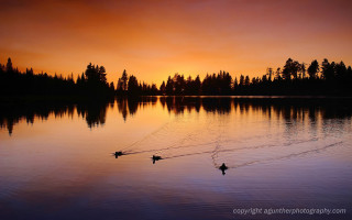 Ducks floating lake sunset trees - top of a lake free wallpaper