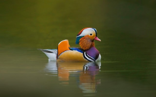 Colorful bird floating lake forest 3 - its head free wallpaper
