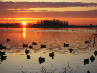 Sunset lake ducks swimming water - duck free wallpaper