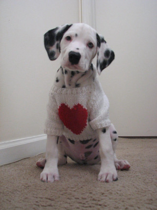 Dalmatian dog sweater heart sitting - free dogs wallpaper for mobile