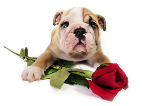 Puppy laying rose white background - a puppy free wallpaper
