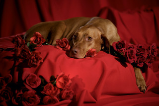Dog red sheet roses neck - elke vogelsang free wallpaper