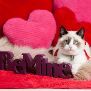 Cat sitting bed name sign - free cats wallpaper for tablet