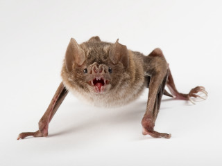 Bat mouth open teeth wide - tooth wide free wallpaper