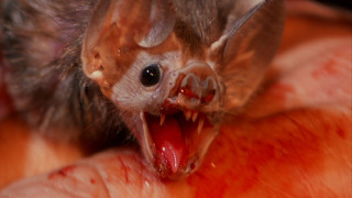 Bat closeup mouth open blood - body free wallpaper
