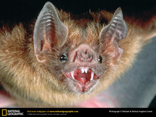 Bat mouth open teeth wide 2 - tooth wide open free wallpaper