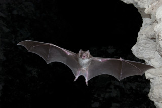 Bat flying night rocky cliff - anne nasmyth free wallpaper