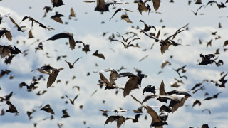 Flock birds flying cloudy sky 8 - a flock of birds free wallpaper