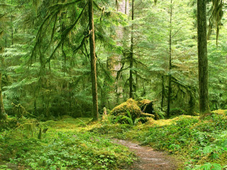 Forest path trees plants nature - free forest wallpaper