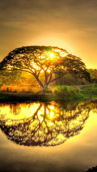 Tree reflection water sunset dawn - dawn free wallpaper for mobile