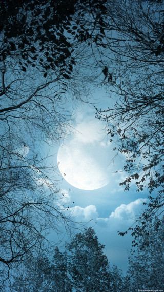 Full moon forest night blue - full moon free wallpaper for mobile